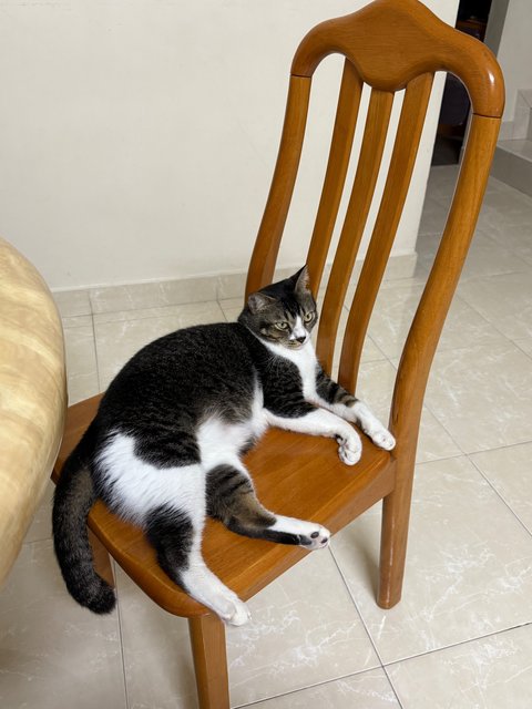 Fufu - Domestic Short Hair Cat