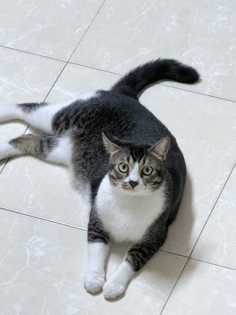 Fufu - Domestic Short Hair Cat