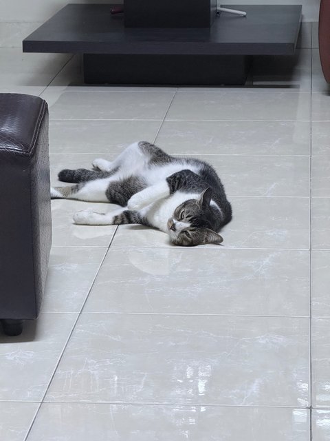 Fufu - Domestic Short Hair Cat