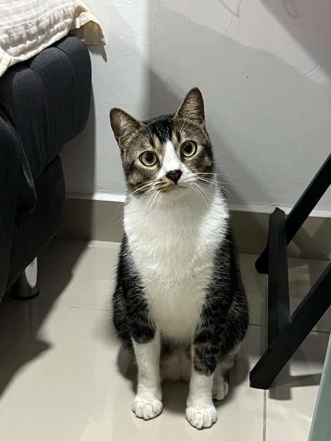 Fufu - Domestic Short Hair Cat