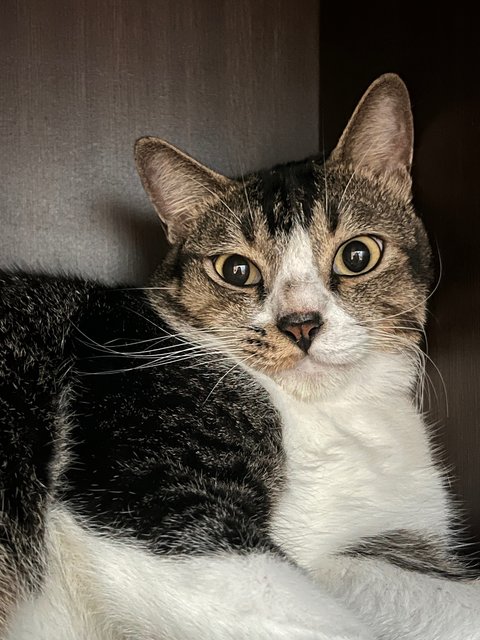 Fufu - Domestic Short Hair Cat