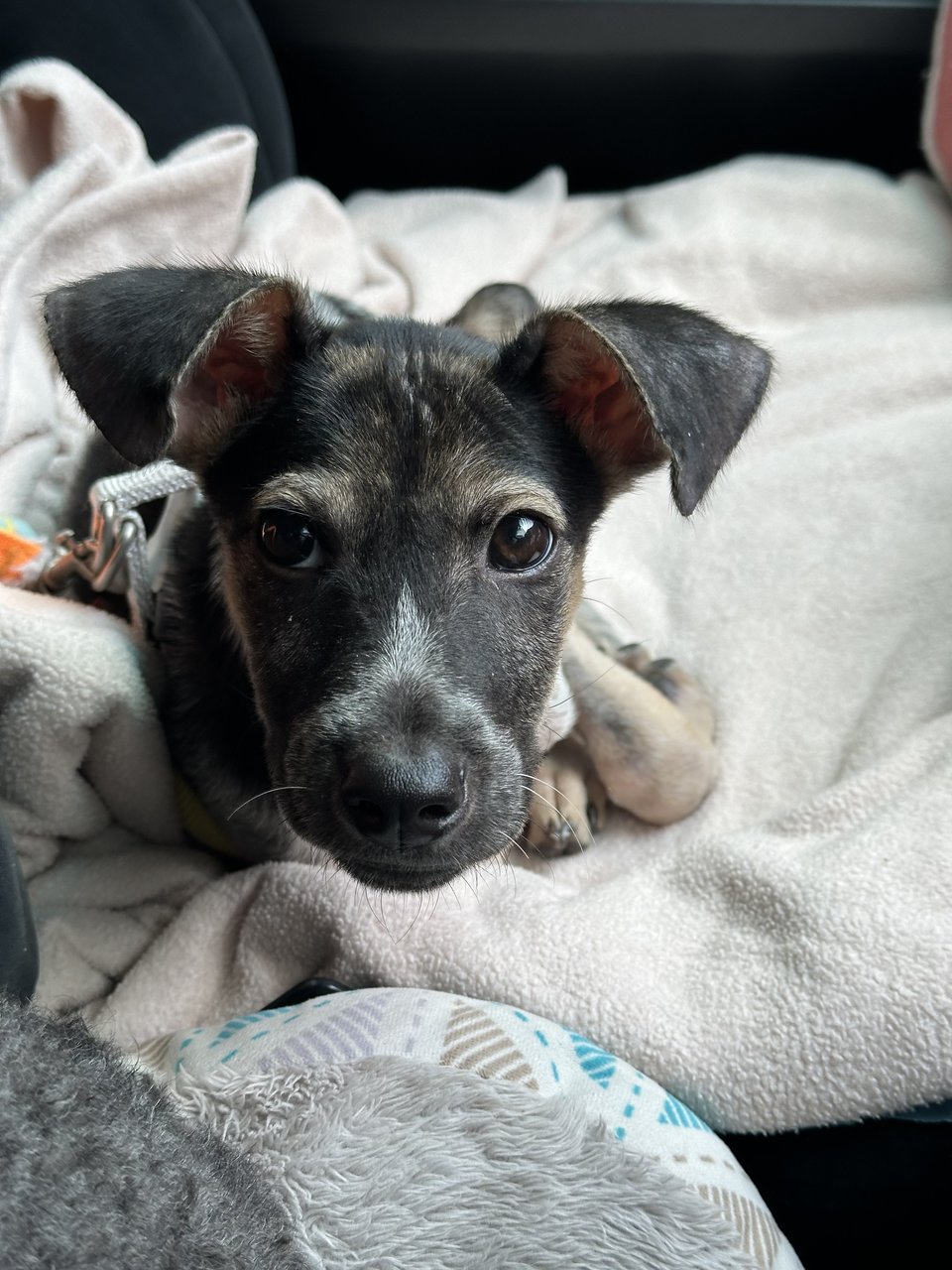 Tee-ti - Rat Terrier Mix Dog