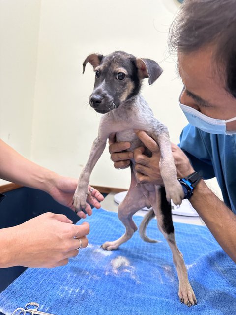 Vet checkup 7 days post surgery