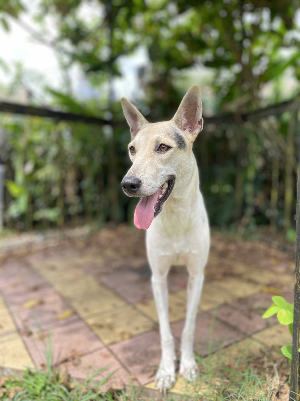 Chanel - Mixed Breed Dog