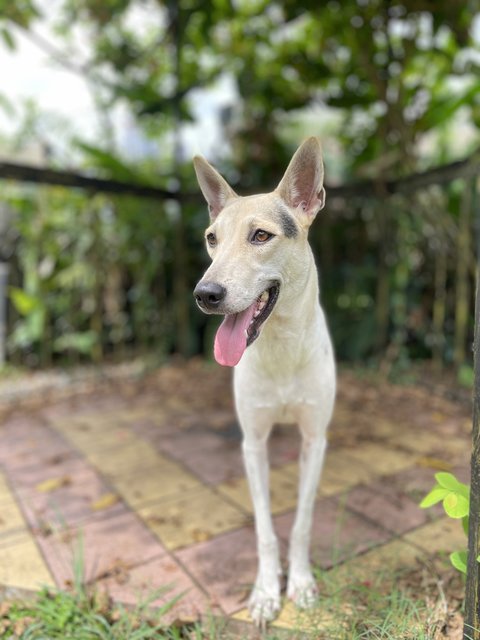 Chanel - Mixed Breed Dog