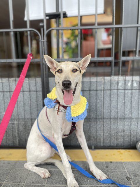 Chanel - Mixed Breed Dog