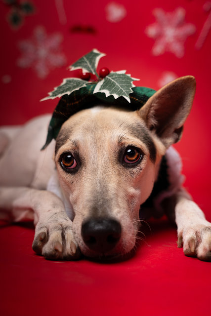 Chanel - Mixed Breed Dog