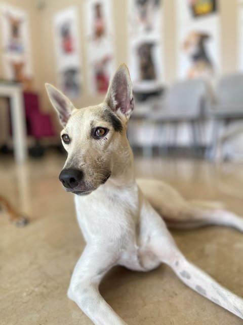 Chanel - Mixed Breed Dog