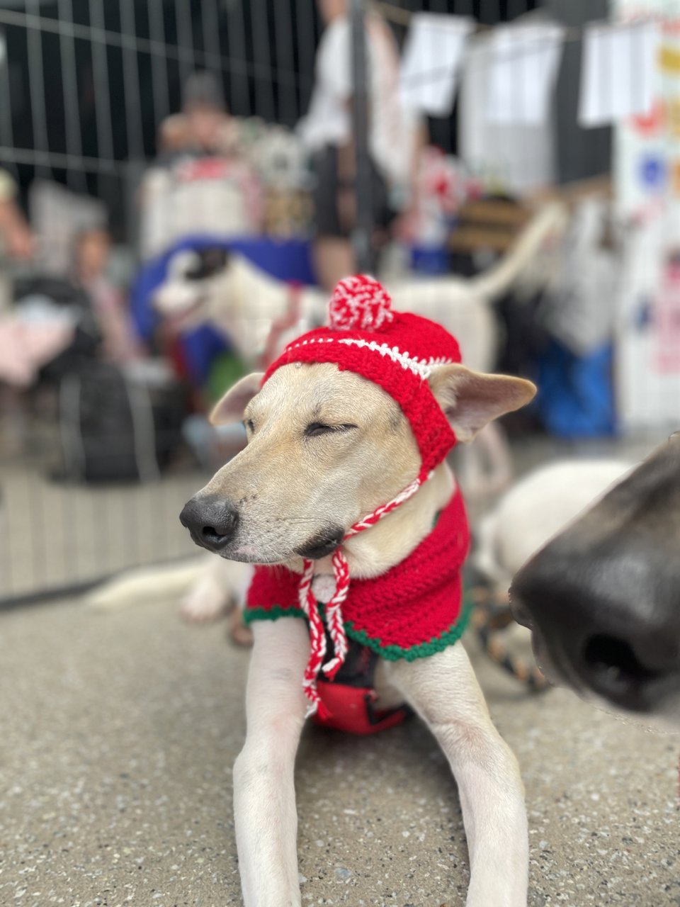 Vio - Mixed Breed Dog