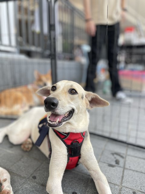 Vio - Mixed Breed Dog