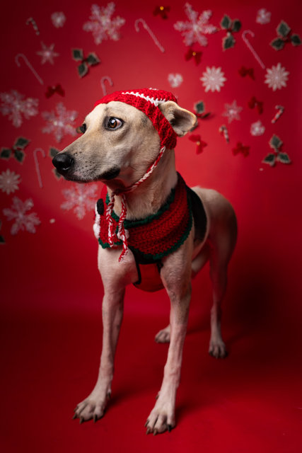 Vio - Mixed Breed Dog