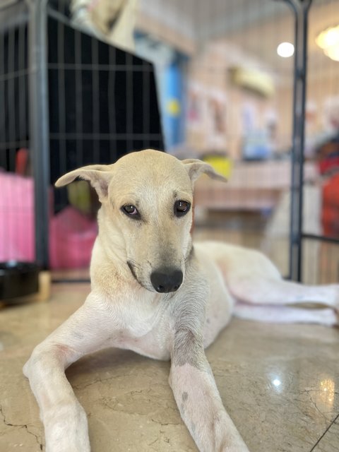 Vio - Mixed Breed Dog