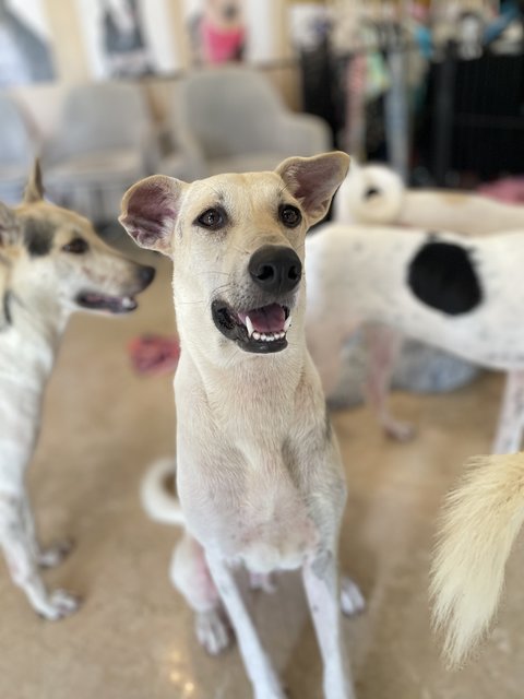 Vio - Mixed Breed Dog