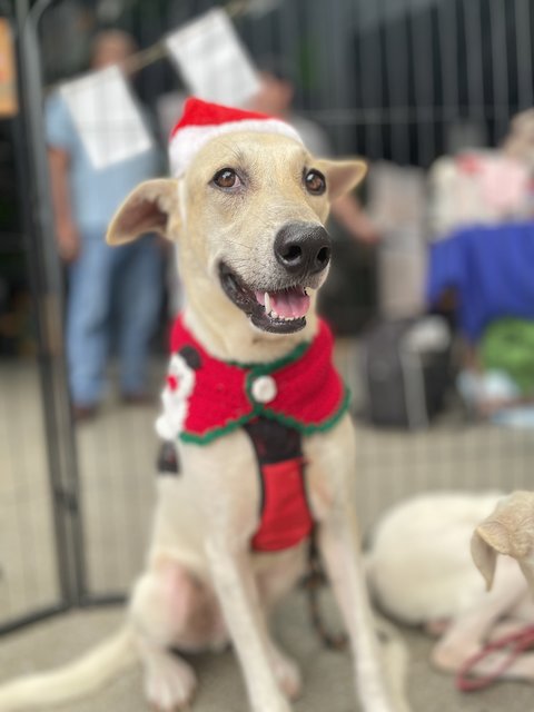 Vio - Mixed Breed Dog