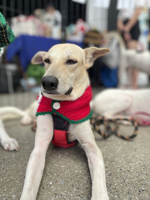 Vio - Mixed Breed Dog