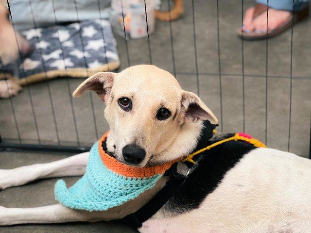 Vio - Mixed Breed Dog