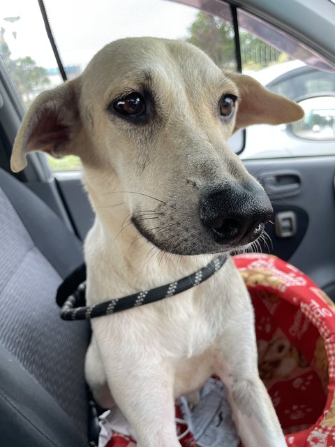 Vio - Mixed Breed Dog