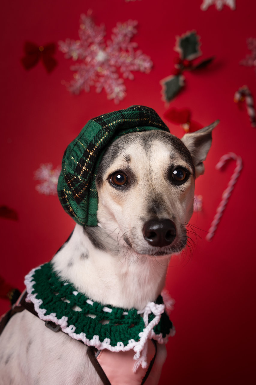 Victoria - Mixed Breed Dog