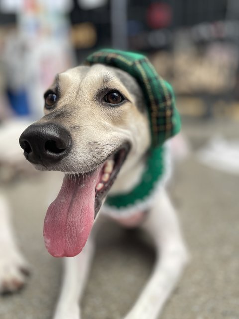 Victoria - Mixed Breed Dog