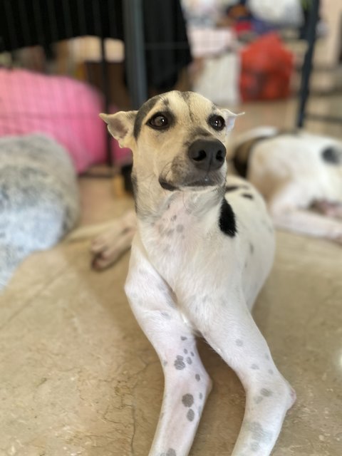 Victoria - Mixed Breed Dog