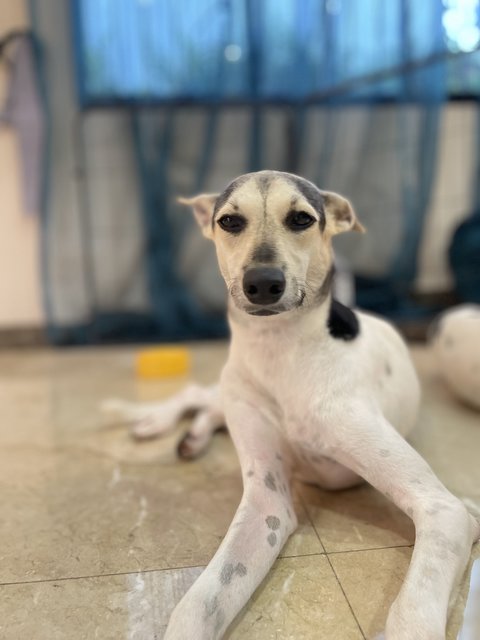 Victoria - Mixed Breed Dog
