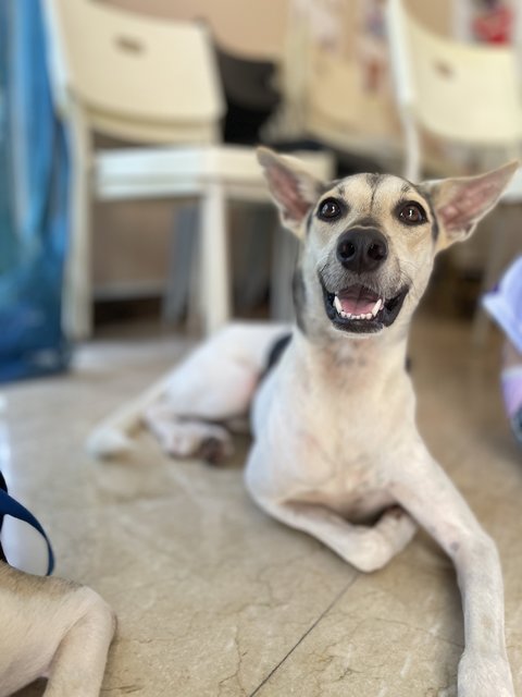 Victoria - Mixed Breed Dog
