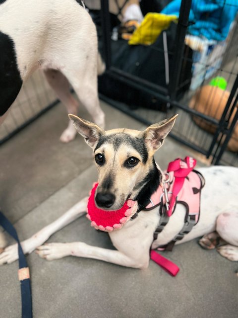 Victoria - Mixed Breed Dog