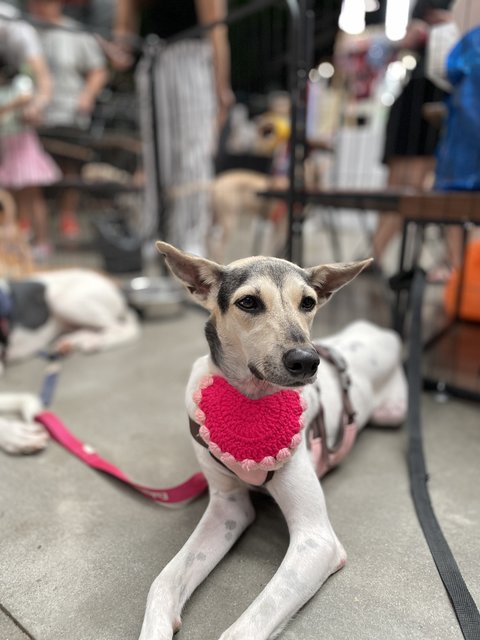Victoria - Mixed Breed Dog