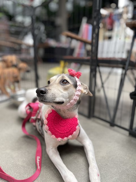 Victoria - Mixed Breed Dog