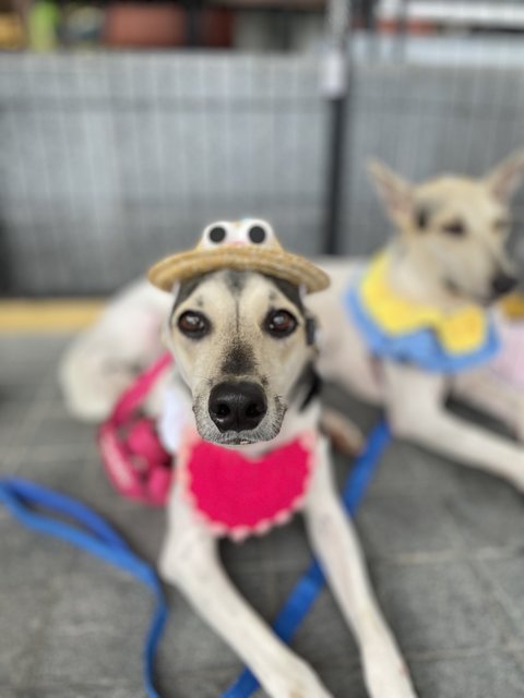 Victoria - Mixed Breed Dog