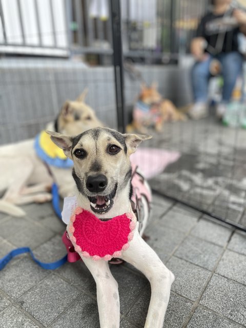 Victoria - Mixed Breed Dog