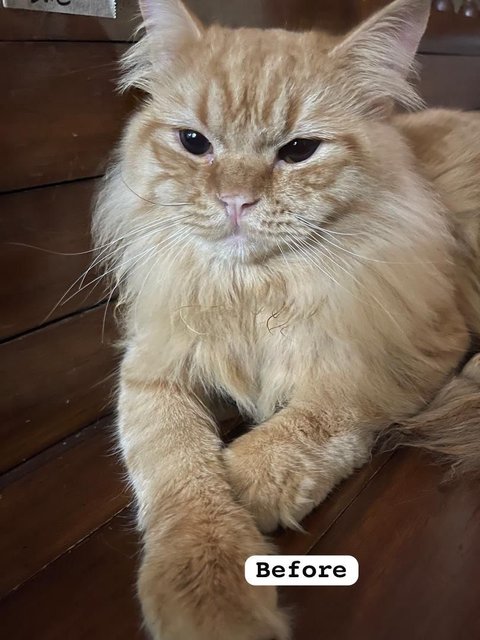 Doll Face Persian Mix - Domestic Long Hair + Persian Cat