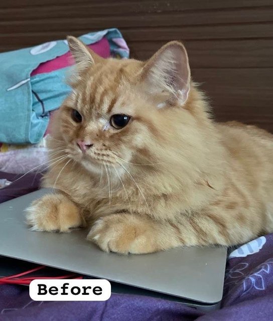 Doll Face Persian Mix - Domestic Long Hair + Persian Cat