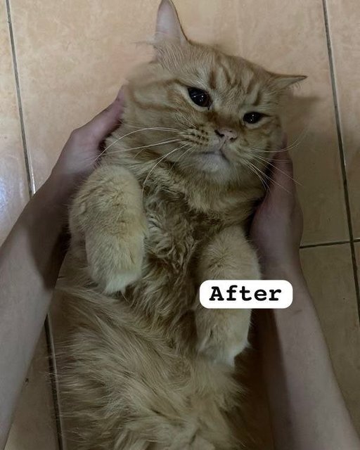 Doll Face Persian Mix - Domestic Long Hair + Persian Cat