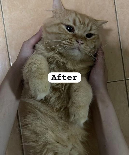 Doll Face Persian Mix - Domestic Long Hair + Persian Cat