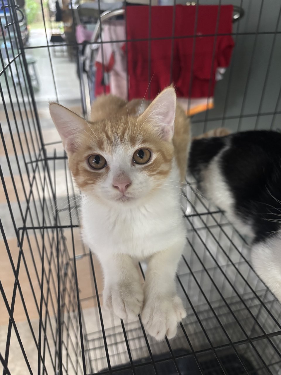 PF141747 - Domestic Medium Hair + British Shorthair Cat