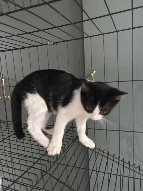 PF141747 - Domestic Medium Hair + British Shorthair Cat
