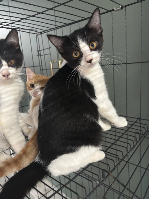 PF141747 - Domestic Medium Hair + British Shorthair Cat