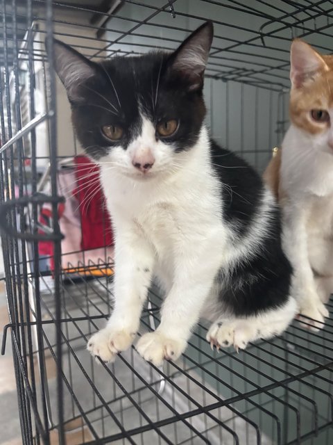 PF141747 - Domestic Medium Hair + British Shorthair Cat