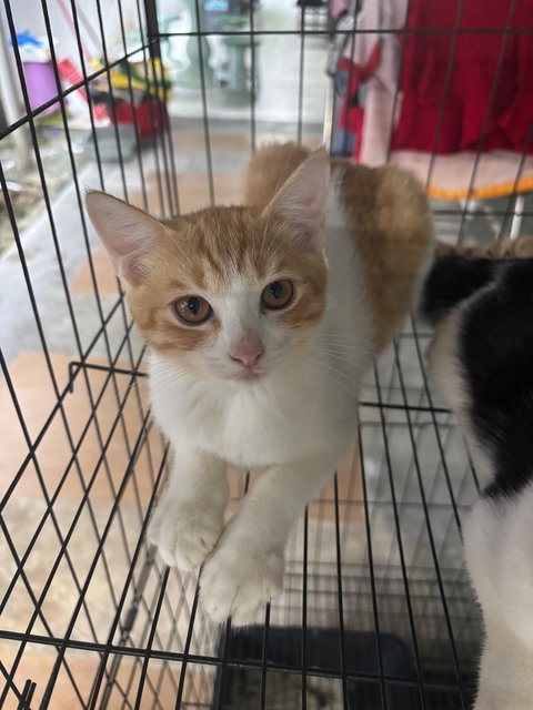 PF141747 - Domestic Medium Hair + British Shorthair Cat