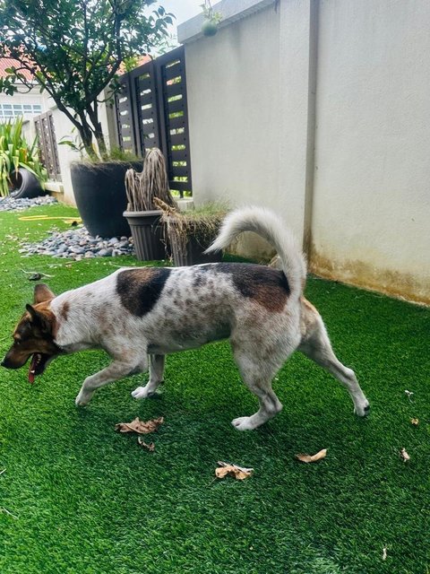 Cece (Short Legged)  - Australian Kelpie Mix Dog