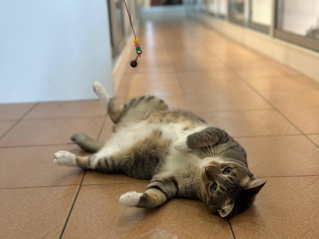 Raiku &amp; Hoshi - Domestic Short Hair Cat