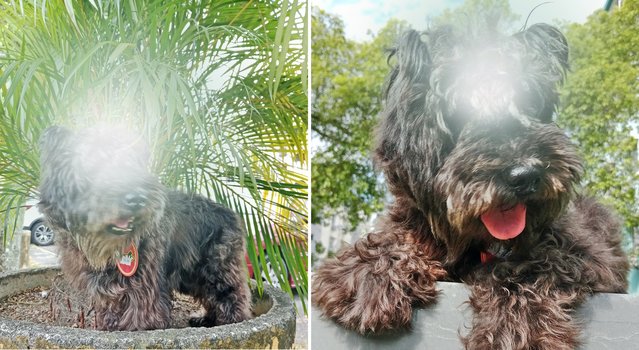 Pepper at the park
