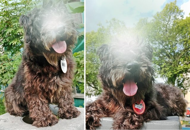 Pepper at the park