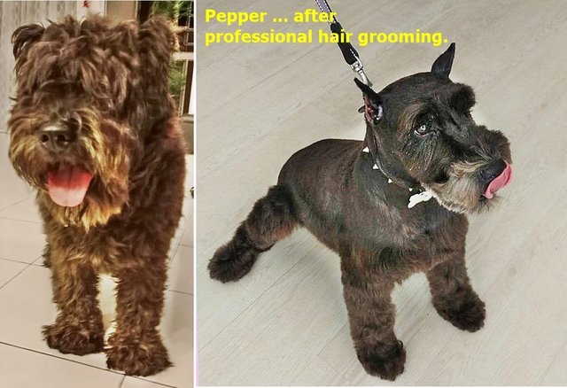 Pepper .. before and after .. grooming