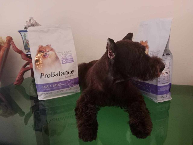 Pepper Is A Minature Schnauzer Pedigree - Schnauzer Dog