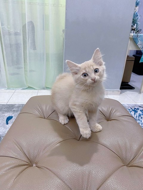 Cream - Domestic Long Hair + Persian Cat