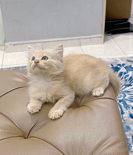 Cream - Domestic Long Hair + Persian Cat