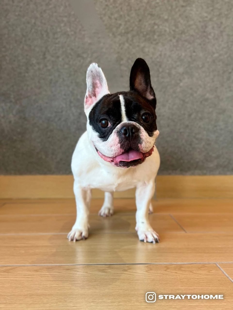 Bonnie - French Bulldog Dog