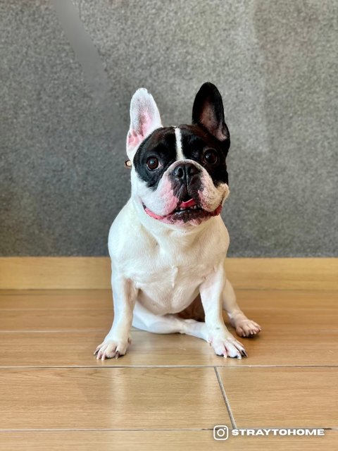 Bonnie - French Bulldog Dog